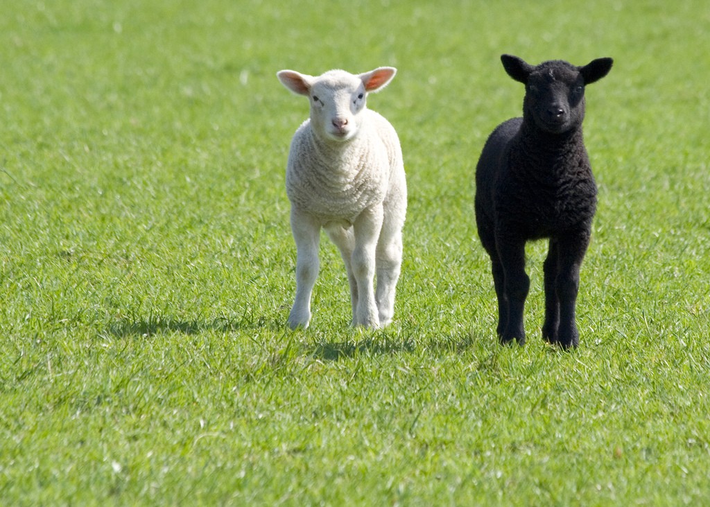 Northern Ireland advice for Farmers at Lambing season
