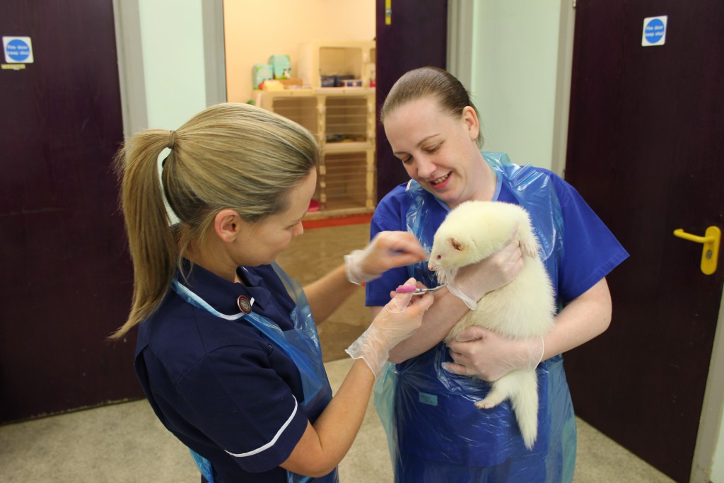 Veterinary Nurse - Ballymena